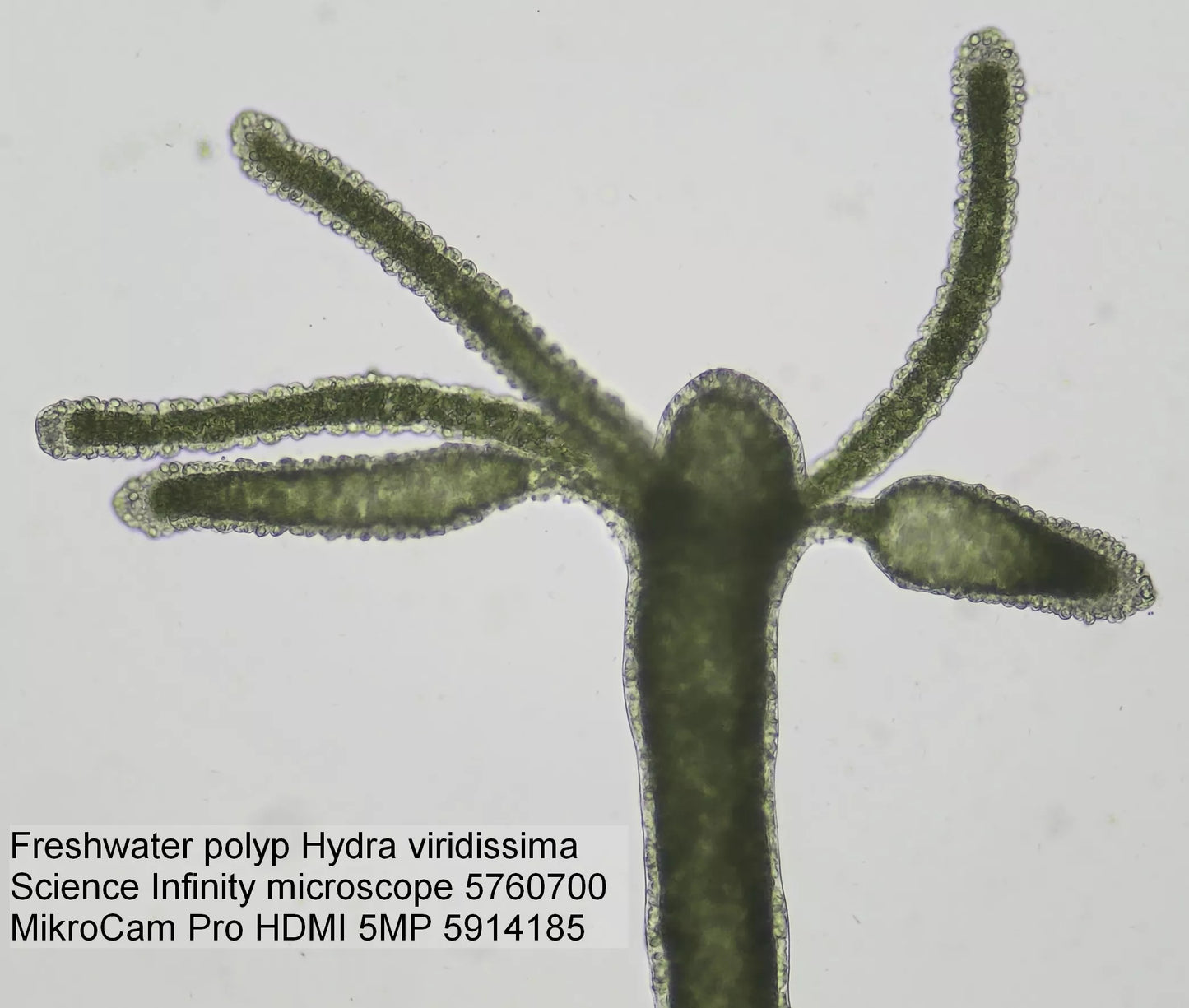 Caméra de Microscope BRESSER MikroCam Pro HDMI 5MP - Idéale pour les Microphotographies