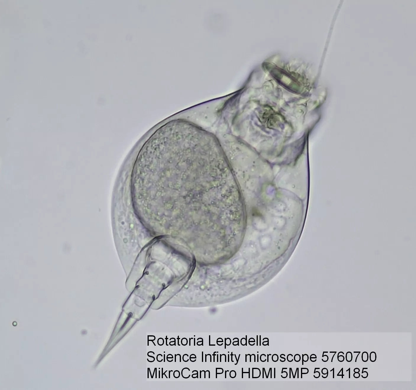 Caméra de Microscope BRESSER MikroCam Pro HDMI 5MP - Idéale pour les Microphotographies