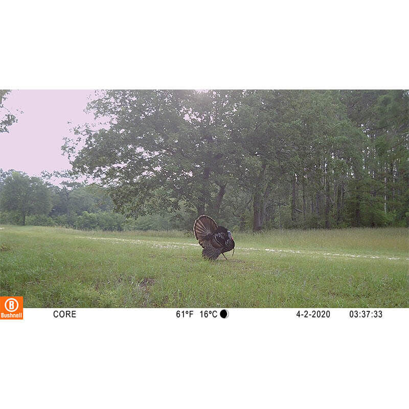 Appareil Photo de Chasse 30MP Bushnell CORE 4KS - Bushnell