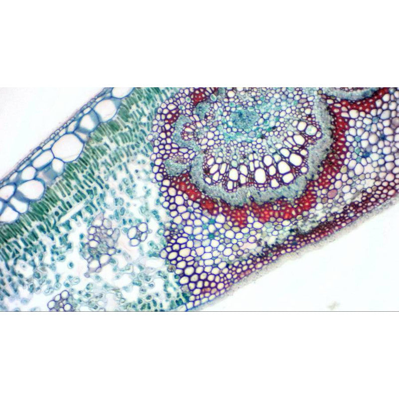 Caméra oculaire MikrOkular Full HD pour microscopie - Bresser