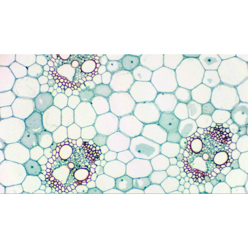 Caméra oculaire MikrOkular Full HD pour microscopie - Bresser
