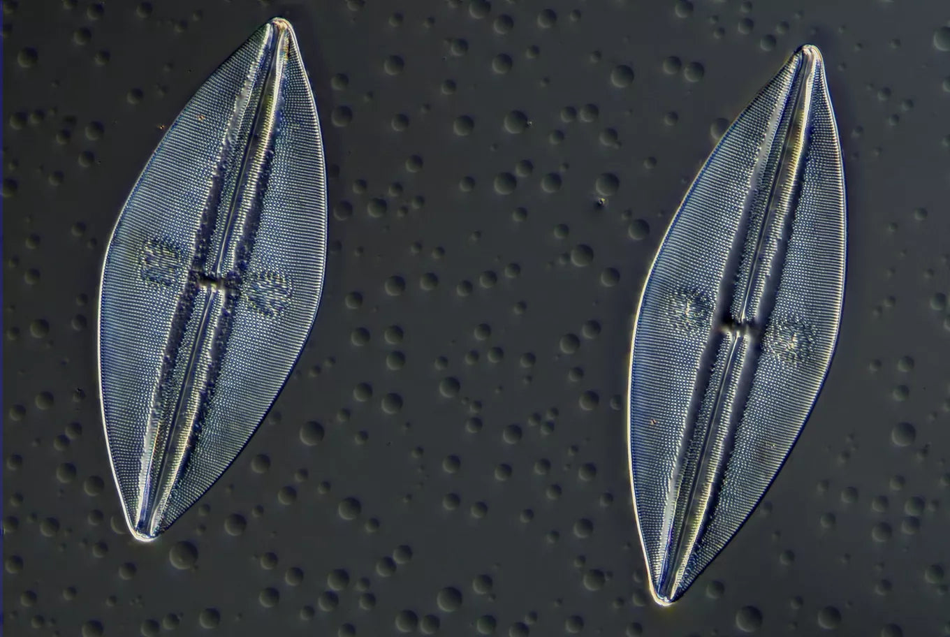 Caméra de Microscope 1’’ 20 MP MikroCam II - BRESSER