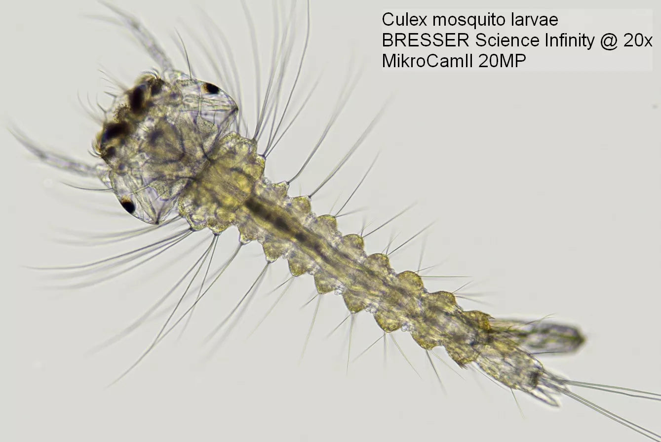 Caméra de Microscope 1’’ 20 MP MikroCam II - BRESSER