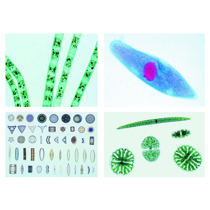 La vie dans une goutte d’eau, Partie I – 25 préparations microscopiques - LIEDER