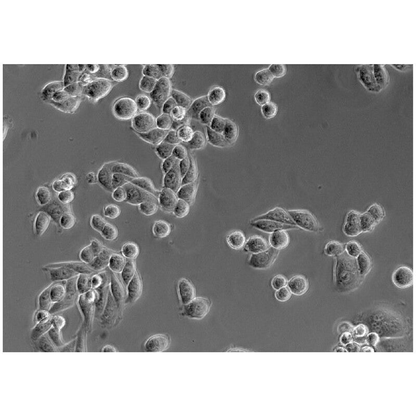 Microscope inversé trinoculaire Primovert PH1 40x-400x - ZEISS
