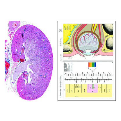 Préparations microscopiques Histologie humaine et mammifères – Complément I, 12 préparations - LIEDER