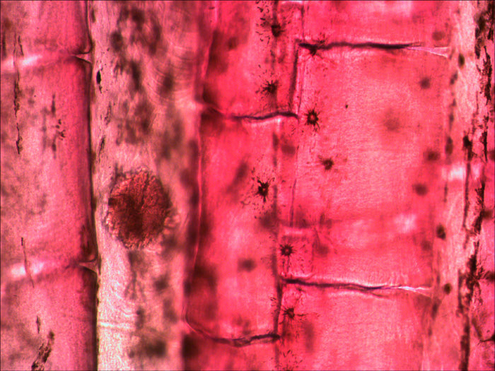 Levenhuk N10 NG Prepared Slides Set